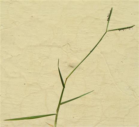 Paspalum distichum